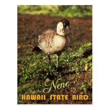 Hawaii State Bird - Nene or Hawaiian Goose Post Cards