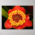 Hawaii Torch Ginger posters