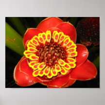 Hawaii Torch Ginger Posters
