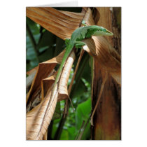 Hawaiian Anole Lizard Cards