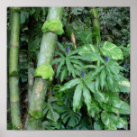 Hawaiian Bamboo and Blue Ginger posters