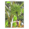 Hawaiian Bananas cards