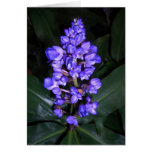 Hawaiian Blue Ginger cards
