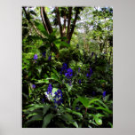 Hawaiian Blue Ginger posters