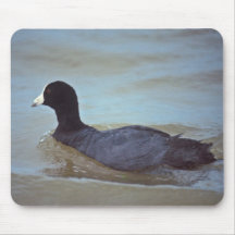 Hawaiian Coot Mousepad