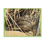 Hawaiian Duck (Koloa hen) postcards