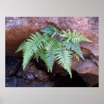 Hawaiian Fern Posters