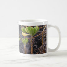 Hawaiian Flora Coffee Mugs