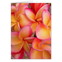 Hawaiian Frangipani Greeting Cards