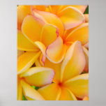 Hawaiian Frangipani Posters