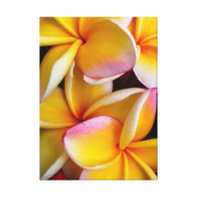 Hawaiian Frangipani Stretched Canvas Print