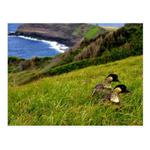 Hawaiian Geese - Nene Post Card