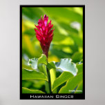 Hawaiian Ginger posters