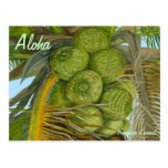 Hawaiian Green Coconut Postcard