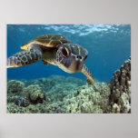 Hawaiian Green Sea Turtle Poster