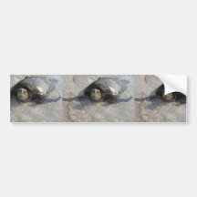 Hawaiian Green Sea Turtle Swimming On Beach Of Hal Bumper Stickers