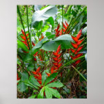 Hawaiian Heliconia posters