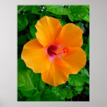Hawaiian Hibiscus Poster