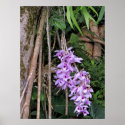 Hawaiian Honohono Orchids posters