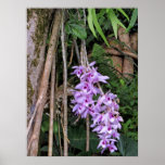Hawaiian Honohono Orchids posters