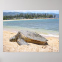 Hawaiian Honu posters