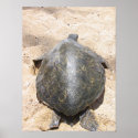 Hawaiian Honu Top View posters