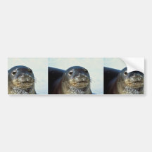 Hawaiian Monk Seal Bumper Sticker