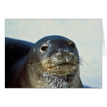Hawaiian Monk Seal Card
