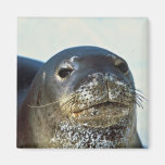 Hawaiian Monk Seal Fridge Magnet