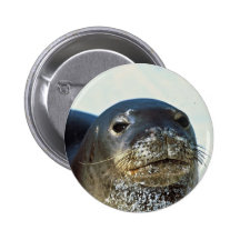 Hawaiian Monk Seal Pinback Buttons