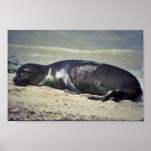 Hawaiian Monk Seal Posters