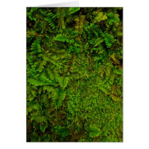 hawaiian moss