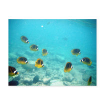 Hawaiian Ocean Scene Postcard