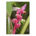 Hawaiian Pink Bananas cards
