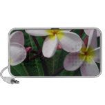 Hawaiian Plumeria Speakers
