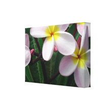 Hawaiian Plumeria Wrapped Canvas Gallery Wrapped Canvas