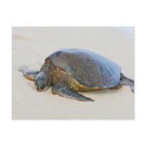 Hawaiian Sea Turtle Post Card