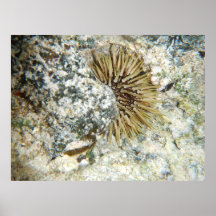 Hawaiian Sea Urchin Posters