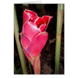 Hawaiian Torch Ginger cards