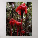 Hawaiian Torch Ginger Poster