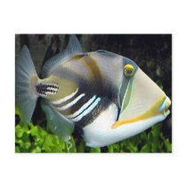 Hawaiian Tropical Fish Postcard