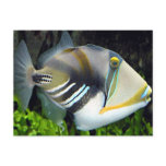 Hawaiian Tropical Fish Postcard