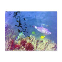 Hawaiian Tropical Fish Postcard