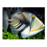 Hawaiian Tropical Fish Postcard