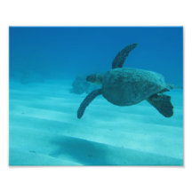 Hawaiian Turtle Photograph