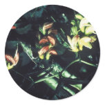 Hawaiian wild broad bean (vetch) stickers