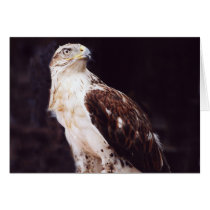 Hawk Greeting Cards