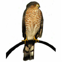 Hawk Christmas Hanging Acrylic Photo Sculptures
