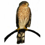 Hawk Christmas Hanging Acrylic