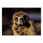 Hawk Close-Up Card
